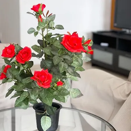 Apartman Capella, *